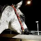 خيل عربي والبيع شعبي العمر 6سنين الي يبي مقاطع يتواصل واتس