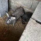 ارانب للبيع