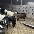 للبيع معزاء