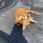 تيوس للبيع
