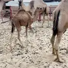 بكره حمرا تربيه
