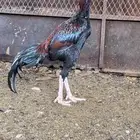 ديك باكستاني سندي