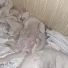 قطط للتبني