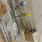 عصفورين بانجي للبيع