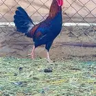 ديك عربي اصيل