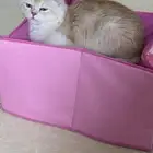 قط لتبني