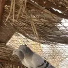 حمام تركي