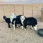 خرفان للبيع العدد 5 هرافي