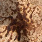 محجوبة جزائرية