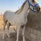 عسف خيل
