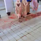 ذبائح