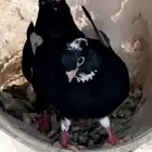 حمام قطايف صندقه