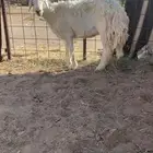 شاه صنف الي يبي فيديو لها يتواصل خاص