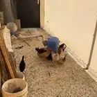 دجاج بشاير