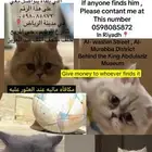 قطط مفقوده