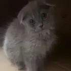 سكوتش قطط
