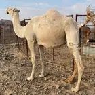 لقحه وضحا كفو ناقة من فروع البل منوت القاني الحد7200تم البيع