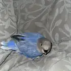 فرخ روز