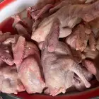 فروخ حمام