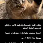 سكوتش فولد تايقر