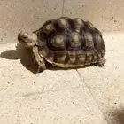 سلحفاة سولكاتا العمر سنتين السعر 1000 ريال