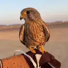 مطلوب بكه او جليميه او باشق بعفيف وسعر معقول