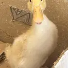 بطة للبيع