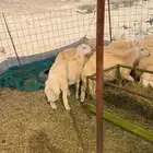 بهم تربيه العمر من 4 إلى 6 شهور سمان وطيب