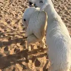 ذبايح مبادي وثلاجه فيه مهلا شهر