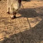 تم البيع تم البيع