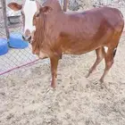 حسيلة للبيع بالربع
