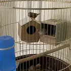 طير زيبرا زينة ( تم البيع )