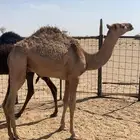حاشي 8 شهور للبيع لتواصل واتساب