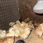 صوص بلدي