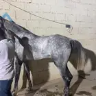 مهر سبوق