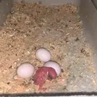 زوج بادجي منتج
