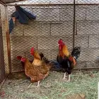 (دجاج فرنسي للبيع )