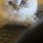 قطه للبيع