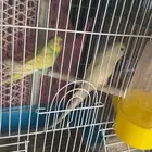 4 ازواج طيور بادجي مع الفروخ حقه للبيع