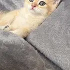 قطط برتش   سكوتش   للبيع