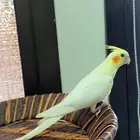 مفطوم