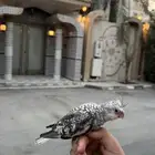 فرخ كروان فراشه (تم البيع)