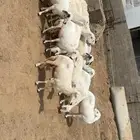 ضان فواخر الموقع المجارده