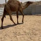حاشي مفرود طيب قعود