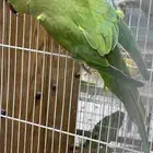 دره اناث للبيع