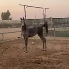 مهره شعبية