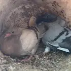 فروخ حمام للبيع زاجل فرنسي سلفر مذبوح عل 25ريال