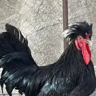 لاصحاب النوادر بولش مستوى عالي جدا