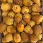 رطب خراف اليوم