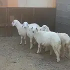 رخال حري للبيع 4